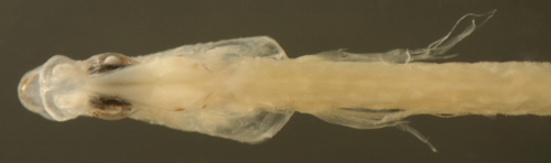atlantic fish larvae