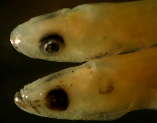 larval eleotris and gobioid larvae