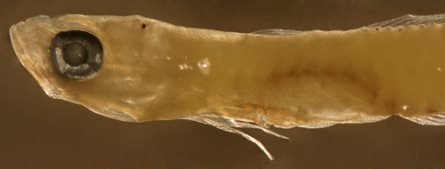 larval ptereleotris and gobioid larvae