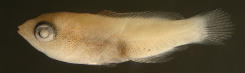 larval Bodianus rufus