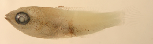 larval spanish hogfish