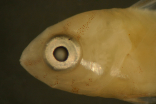 larval Doratonotus megalepis