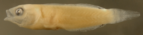 larval blackear wrasse