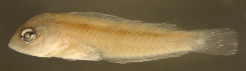 larval Xyrichtys martinicensis