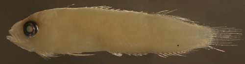 larval Labrisomus albigenys