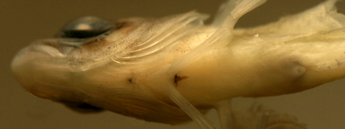 larval white-cheeked blenny