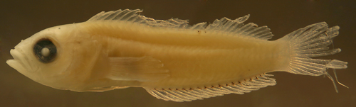 larva Labrisomus albigenys