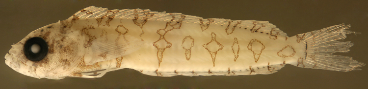 larval malacoctenus