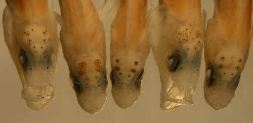 larval fish cranium