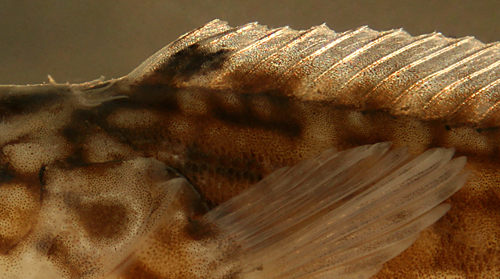 larval labrisomus conditus