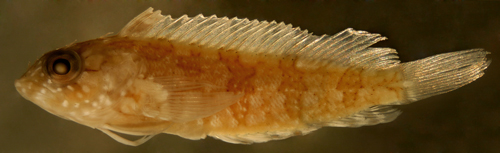 larval labrisomus cricota