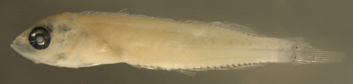 larval malacoctenus aurolineatus