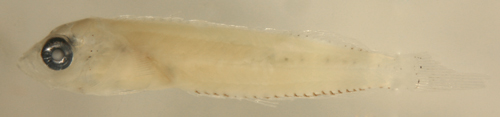 malacoctenus aurolineatus larvae