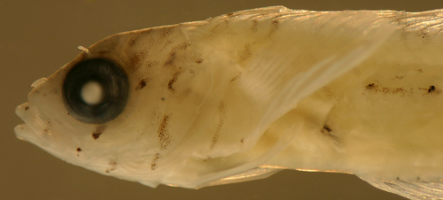 larval goldline blenny