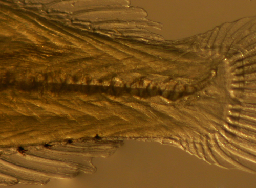 Malacoctenus erdmani larvae