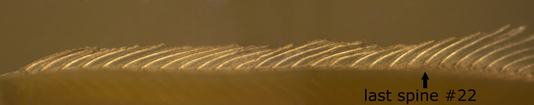 dorsal fin spines on larva