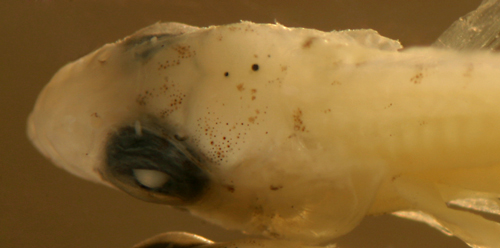 larval Malacoctenus macropus