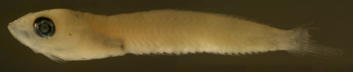 Malacoctenus macropus post-flexion larvae