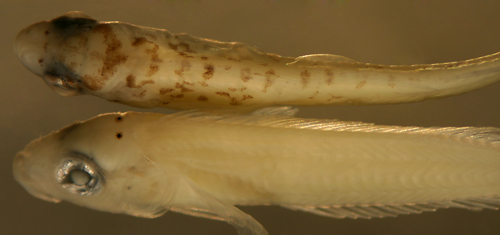 Malacoctenus macropus larvae
