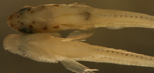 pigment on fish larvae