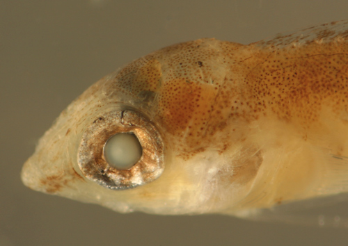 larval Malacoctenus and labrisomid larvae