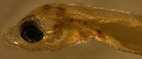 melanophore larvae