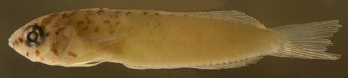 transitional larval Malacoctenus macropus