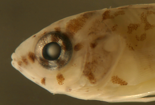 larval metamorphosis Malacoctenus macropus