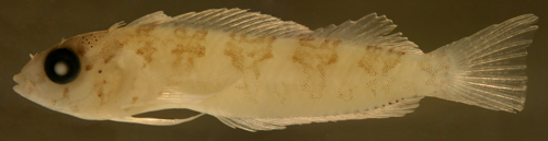 malacoctenus triangulatus larva