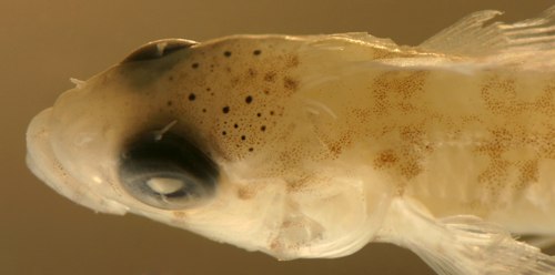 larval fish blennies and labrisomid larvae