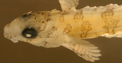 larval malacoctenus versicolor