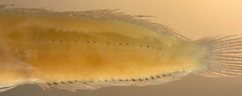 larval malacoctenus triangulatus
