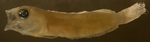 larval Labrisomus nigricinctus