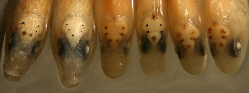 larval scaled blennies