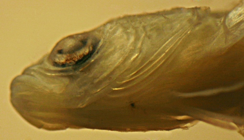 larval Starksia robertsoni