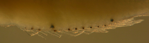 larval Starksia atlantica