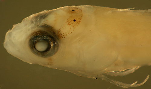 larval Starksia atlantica