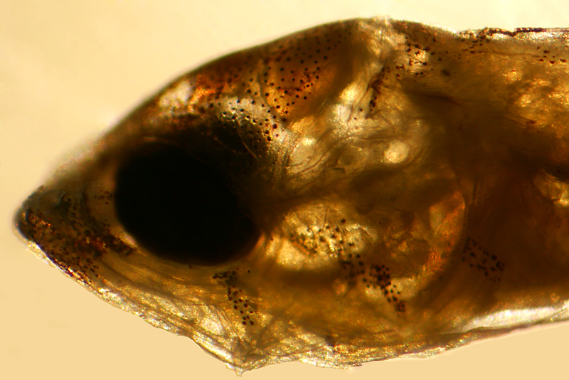 larval Starksia occidentalis