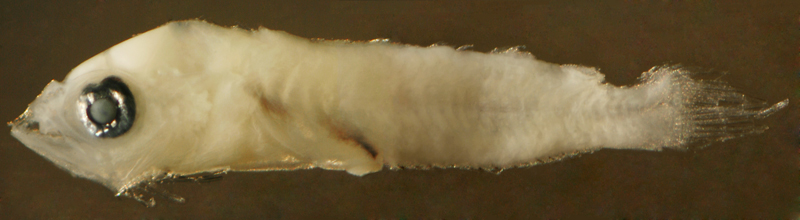 larval Starksia williamsi