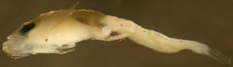 larval Starksia williamsi