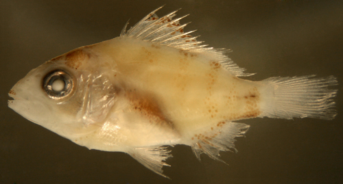 schoolmaster snapper larvae, lutjanus apodus