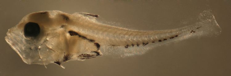 snapper larvae, Lutjanus campechanus