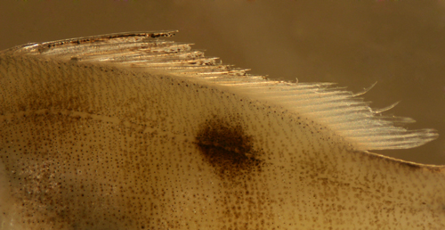 mahogany snapper larvae, lutjanus mahogoni