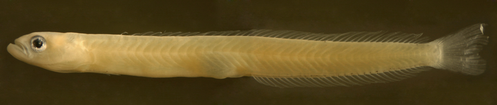 tropical fish larvae