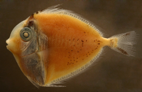 larval fish surgeonfishes and acanthurid larvae