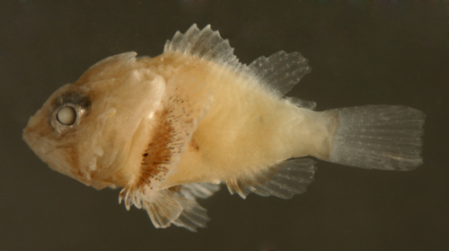 larval scorpionfish