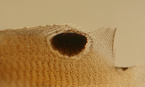 threespot damselfish juvenile