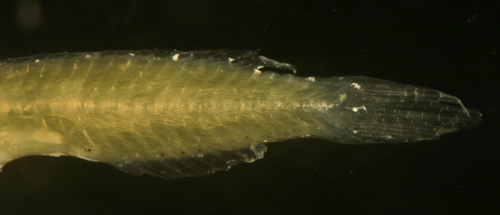 transitional parrotfish larvae