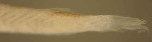 larval Scaridae
