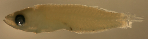 larval Scarus iserti